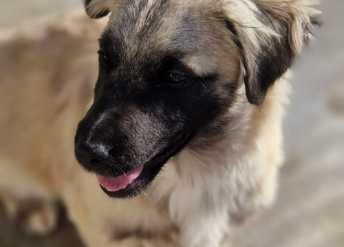 Fotografija 11 - Vrckava kujica Emma traži svoj zauvijek dom