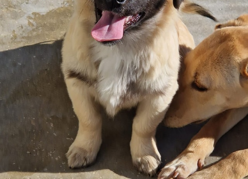 Fotografija 14 - Vrckava kujica Emma traži svoj zauvijek dom