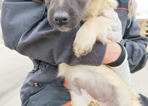 Fotografija 7 - Vrckava kujica Emma traži svoj zauvijek dom