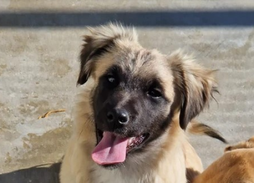 Vrckava kujica Emma traži svoj zauvijek dom