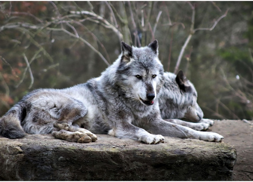 Jezivi prizori: Čopor vukova zaklao 34 ovce