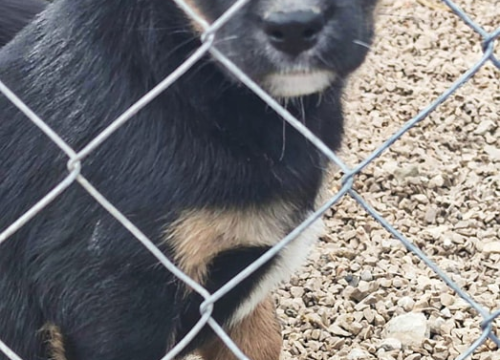 Fotografija 1 - Maleni štenci stari samo dva mjeseca traže udomitelje