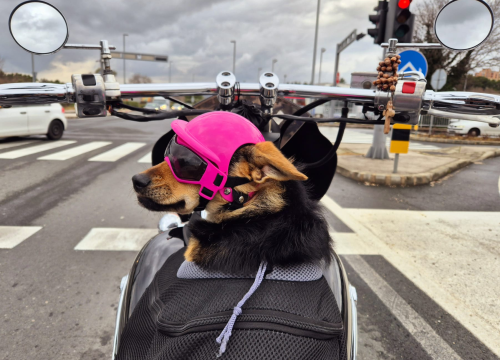 Fotografija 2 - Bajkerica Rea šibenska je atrakcija