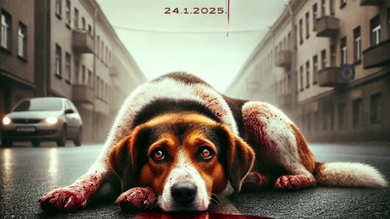 Kujica Dona postala simbol otpora u Srbiji: 'Ovo je borba za svako bespomoćno stvorenje'