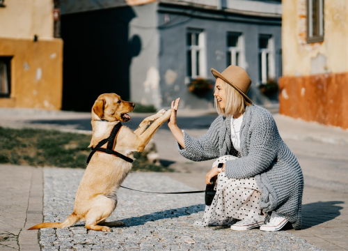 Ako želite poslušnog psa ovo su pasmine za vas
