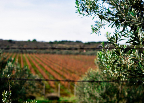 Voćar u Slavoniji posadio masline. U fazi su prilagodbe, a očekivanja su skromna