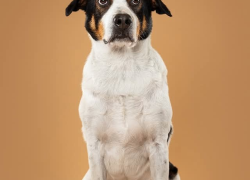 Fotografija 4 - Šibenske šape traže dom za šarmantnog Oskara