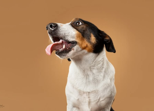 Fotografija 3 - Šibenske šape traže dom za šarmantnog Oskara