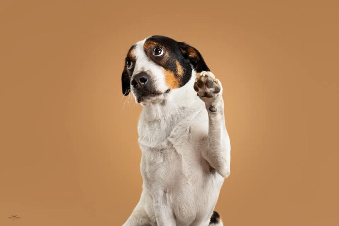 Šibenske šape traže dom za šarmantnog Oskara