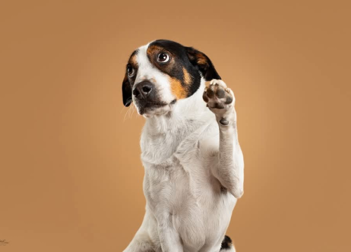 Fotografija 2 - Šibenske šape traže dom za šarmantnog Oskara