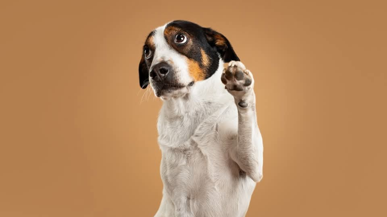 Šibenske šape traže dom za šarmantnog Oskara