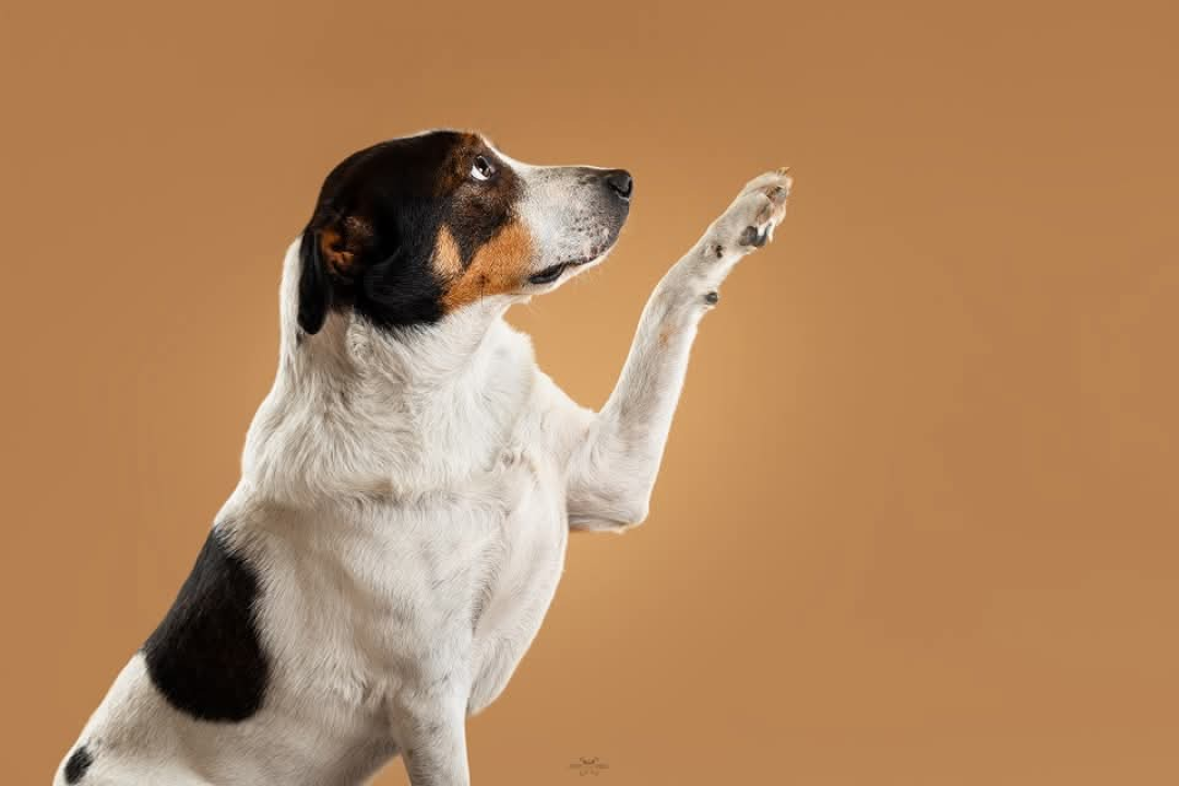 Šibenske šape traže dom za šarmantnog Oskara