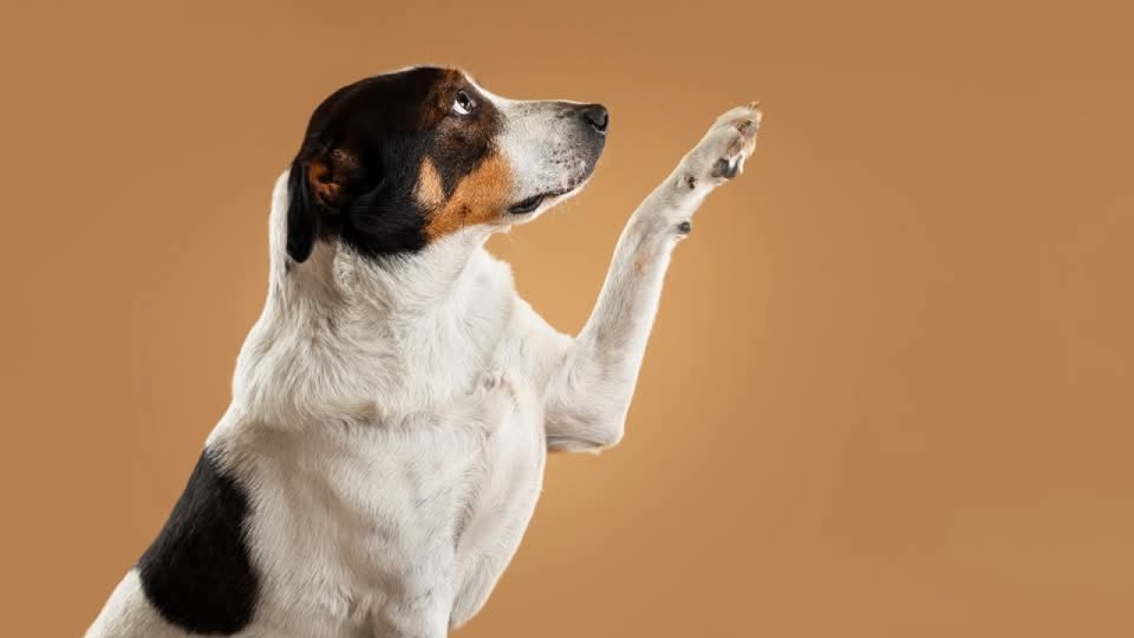 Šibenske šape traže dom za šarmantnog Oskara
