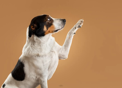 Fotografija 1 - Šibenske šape traže dom za šarmantnog Oskara