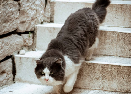 Fotografija 10 - Gorica zimi: U starom šibenskom kvartu 'nema pasa', ali nađe se poneka mačka