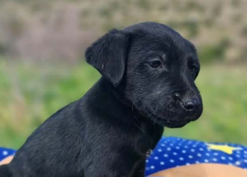 Preslatki štenci iz Šibenskih šapa traže zauvijek dom