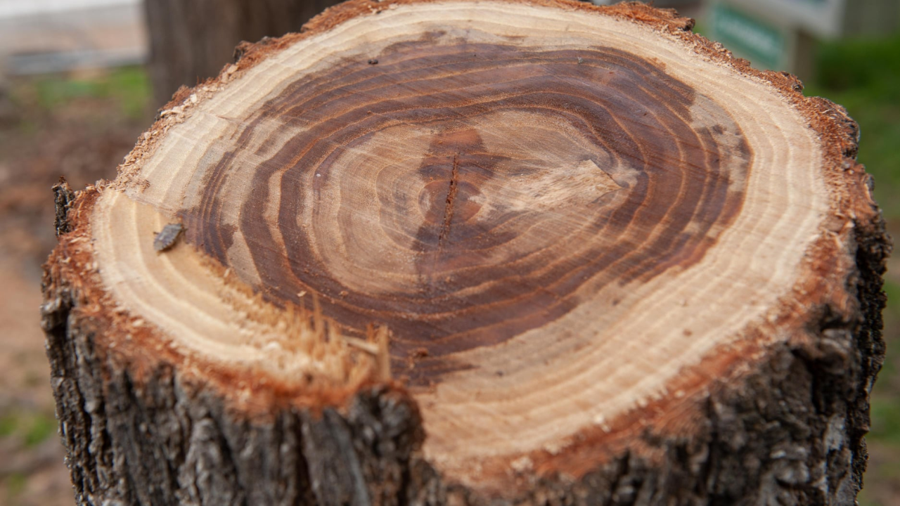 Dvojica 'šumara' (56 i 61) u Vrpolju posjekli 1,2 kubika drva, utovarili ih u prikolicu i skoro se izvukli