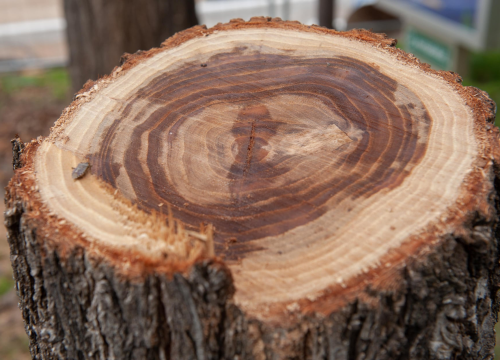 Dvojica 'šumara' (56 i 61) u Vrpolju posjekli 1,2 kubika drva, utovarili ih u prikolicu i skoro se izvukli