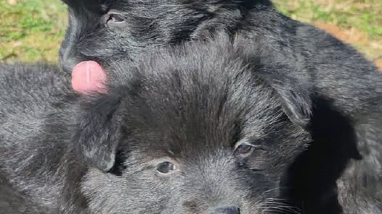 Ako idete do Zagreba i imate mjesta.. Dvije male curice iz Šibenskih šapa trebaju prijevoz