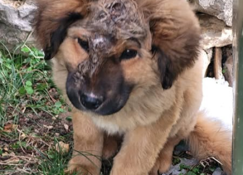 Fotografija 1 - Jeste li ga vidjeli? Na području Općine Promina luta pas s ozljedom na glavi