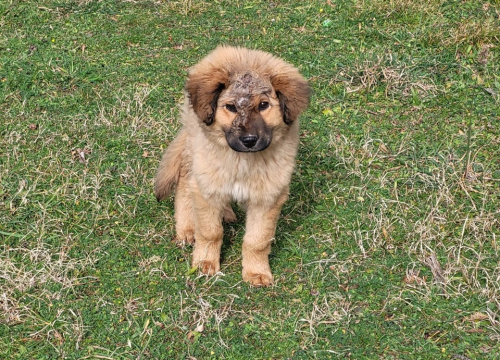 Fotografija 2 - Jeste li ga vidjeli? Na području Općine Promina luta pas s ozljedom na glavi