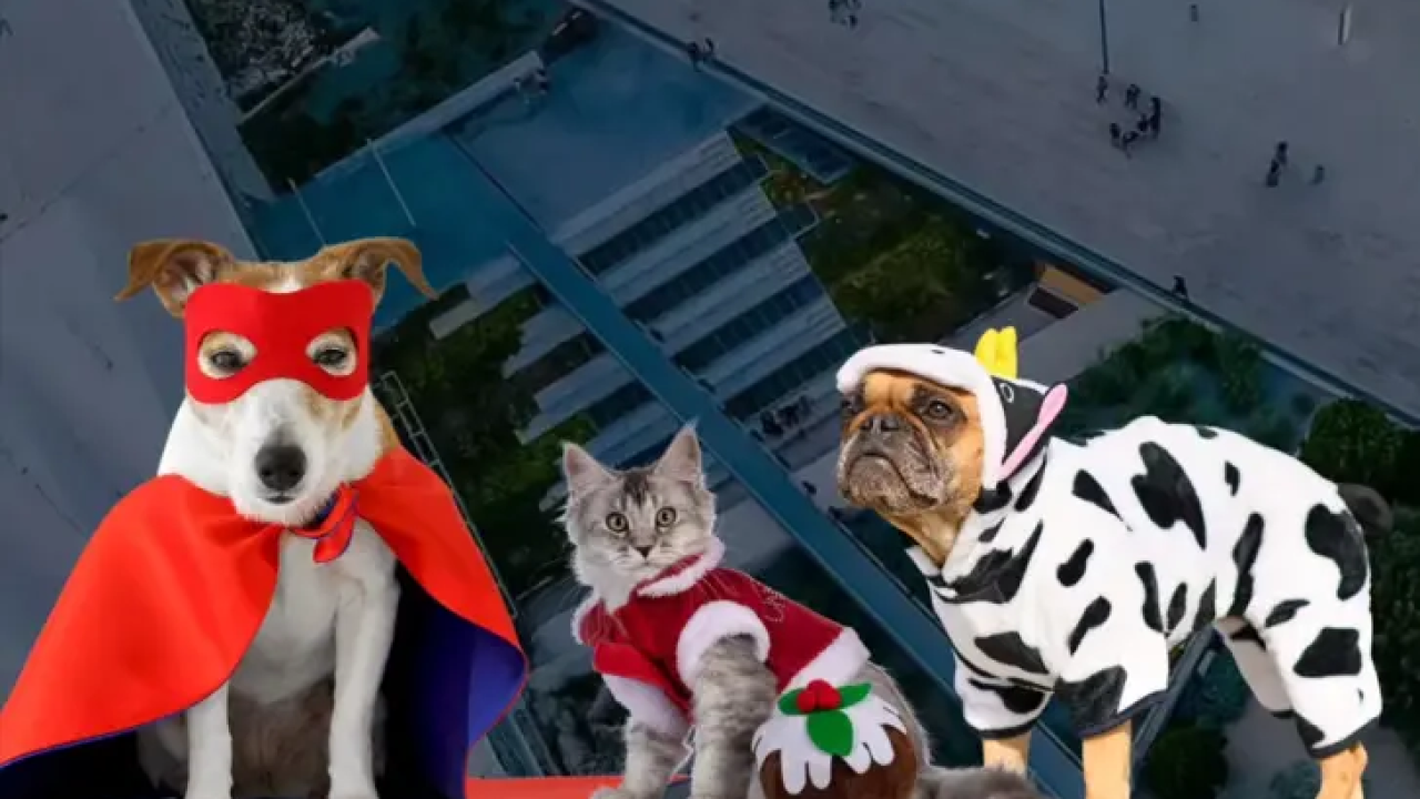 Karneval kućnih ljubimaca odgađa se za sljedeći vikend