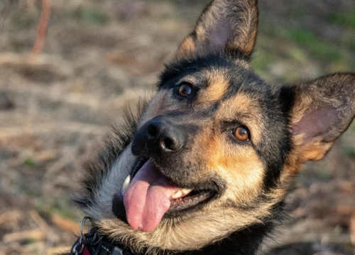 Nera iz Šibenskih šapa traži dom: Vesela i zaigrana ljepotica spremna za nove avanture