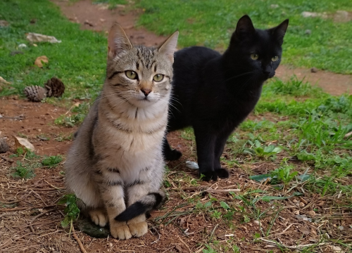 Fotografija 4 - Mace Funcutice hitno traže domove za tri napuštena mačića
