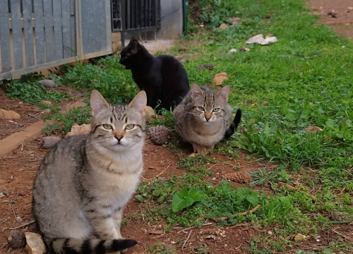 Fotografija 2 - Mace Funcutice hitno traže domove za tri napuštena mačića