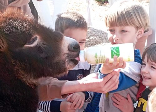 Fotografija 9 - Ivana Šimac Mehić bila je 22 godine medicinska sestra, a sada je uspješna i sretna poduzetnica na svom OPG -u