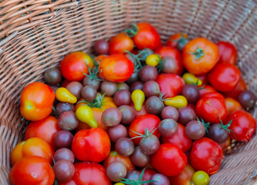 Fotografija 2 - Antonija je ekonomiju zamijenila prirodom