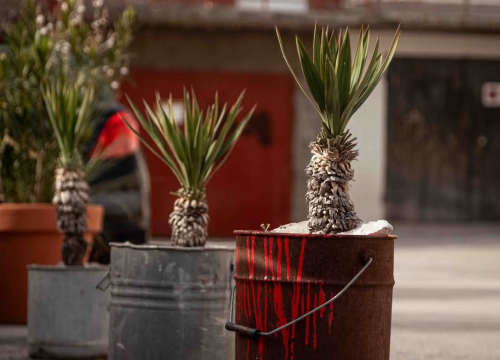 Fotografija 55 - Mandalina - pomorska oaza Šibenika