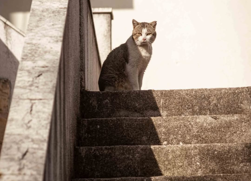 Fotografija 41 - Mandalina - pomorska oaza Šibenika