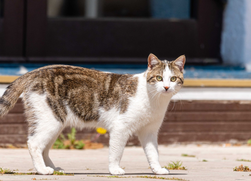 Svi smo čuli za izreku ‘mačka ima devet života’: Evo odakle ona zapravo potječe