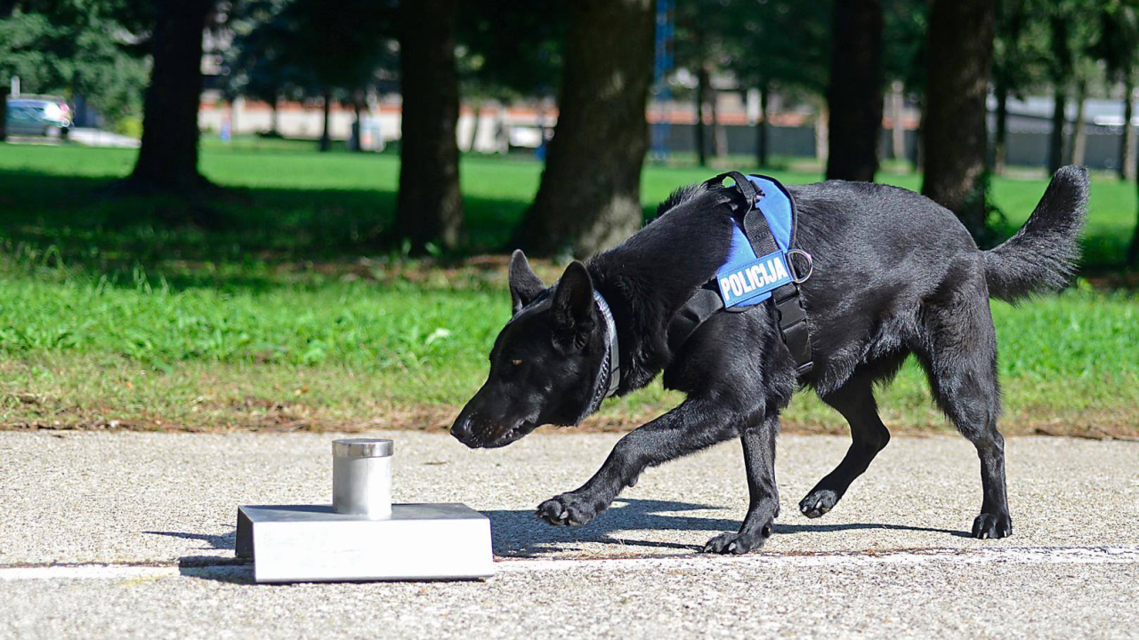Slovenac (34) bježao policiji na autocesti kod Vodica: Policijski pas nanjušio drogu u autu, evo što je sve imao