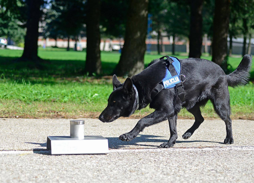 Slovenac (34) bježao policiji na autocesti kod Vodica: Policijski pas nanjušio drogu u autu, evo što je sve imao