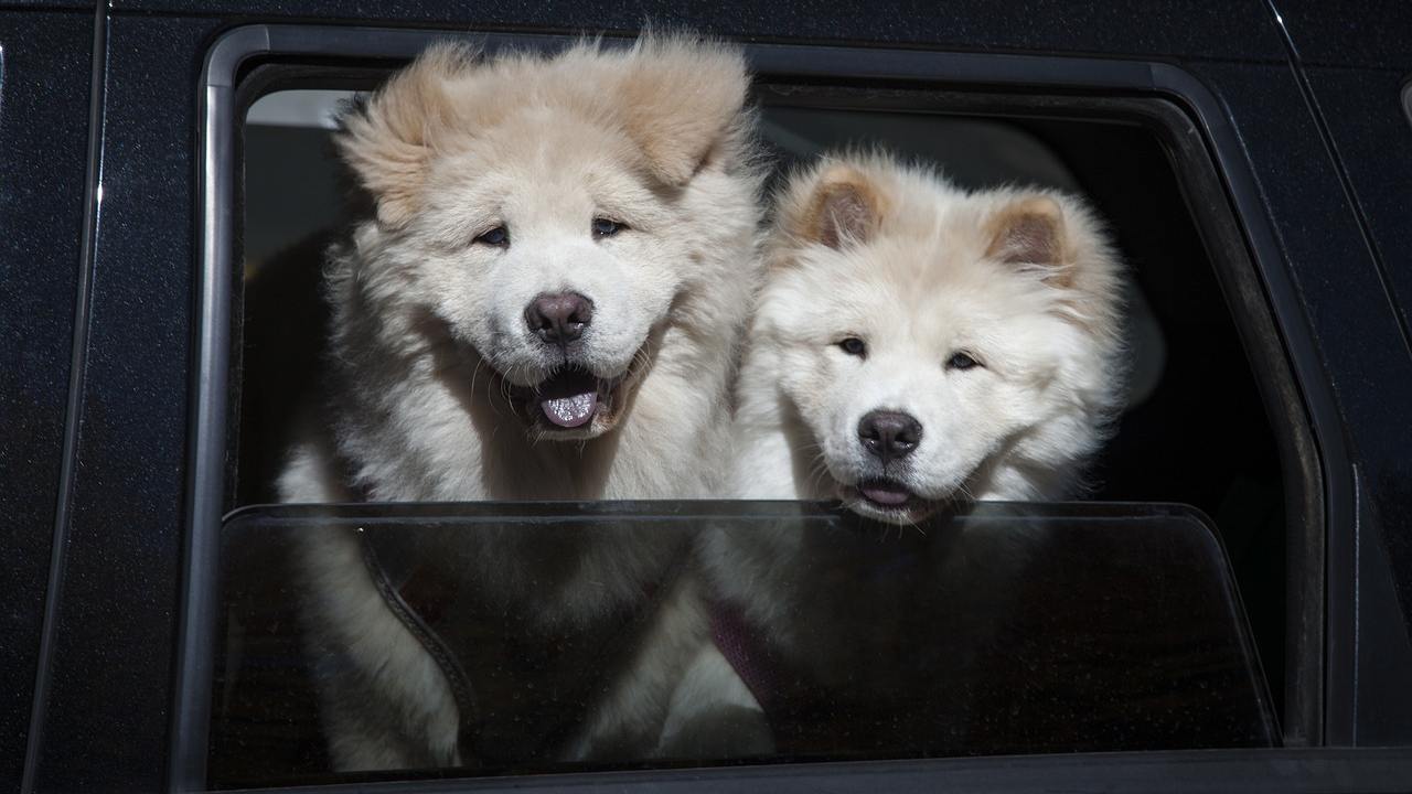 Ovih pet pasmina najteže je dresirati