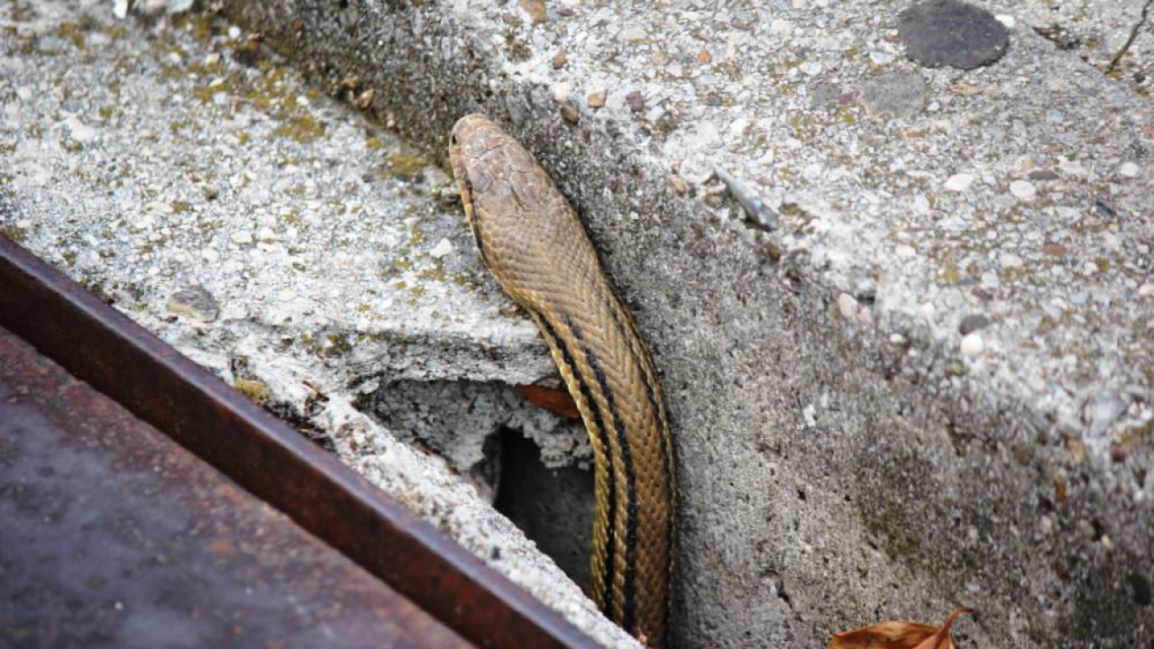 Berači šparoga, oprez: Evo što učiniti ako u prirodi naiđete na zmiju