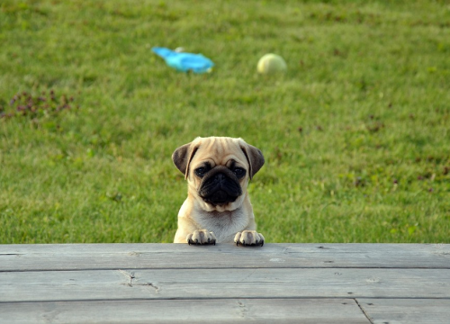 Volite pse, ali ne i duge šetnje: Ova pasmina idealna je za opušten život