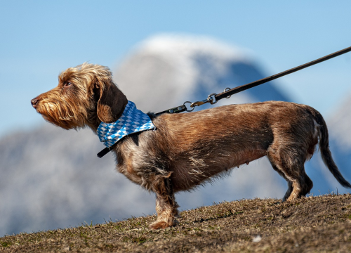 Pasji rep govori više od tisuću riječi: Svaki pokret ima svoje značenje