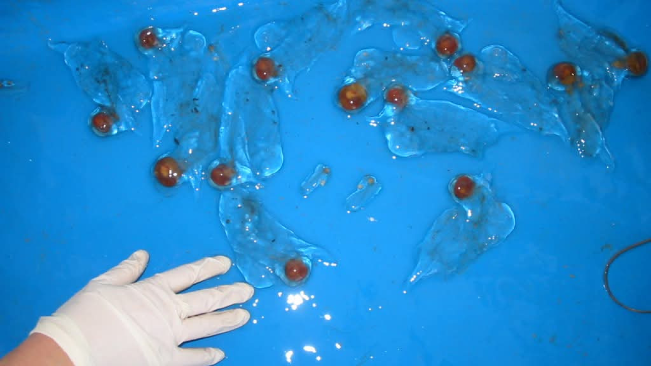 Neobični želatinozni organizmi preplavili Jadran: Ako ih vidite, javite znanstvenicima