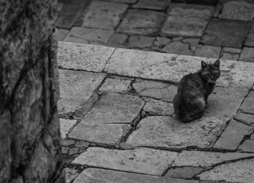 Osumnjičen za zanemarivanje životinje: Muškarac (54) kod Šibenika pokušao se riješiti teško bolesne mačke