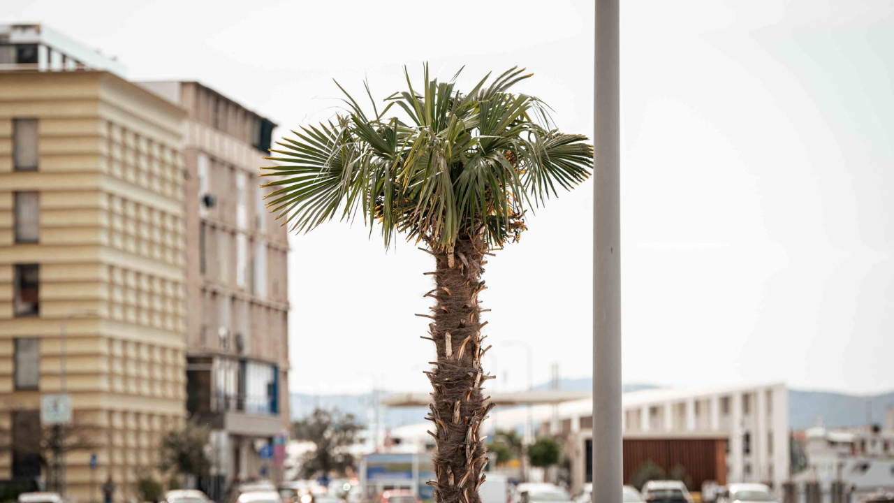 Unatoč stalnom 'napadu', obrana protiv Palmine pipe u Šibeniku ne posustaje: 'Vjerujemo da ih je 90 posto spašeno'