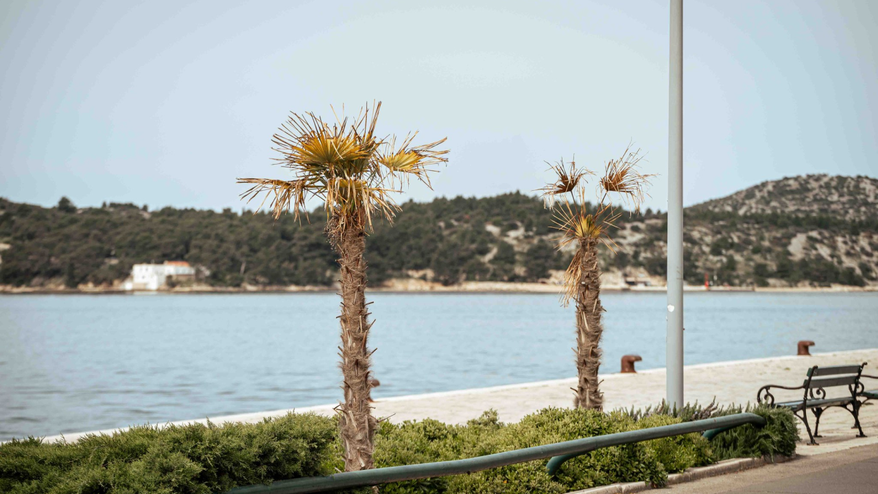 Unatoč stalnom 'napadu', obrana protiv Palmine pipe u Šibeniku ne posustaje: 'Vjerujemo da ih je 90 posto spašeno'