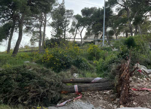 Fotografija 1 - Čempres star 800 godina pao u trenu: 'Ajte kvragu svi zajedno, sa svim svojim investicijama'