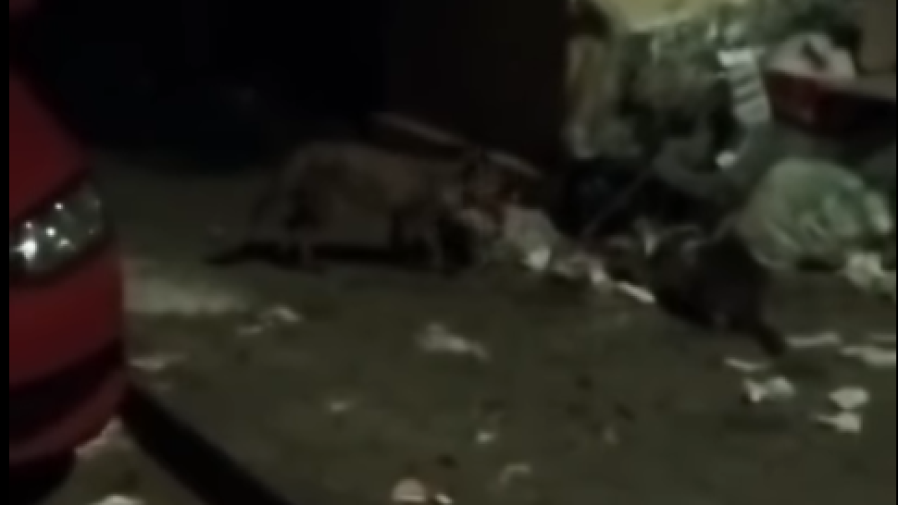 VIDEO Lija opet prošetala šibenskim ulicama