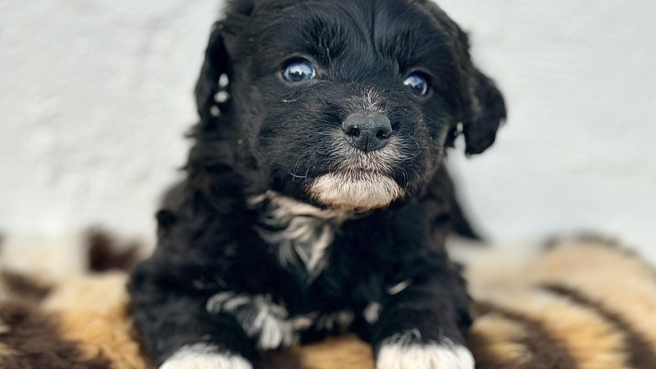 'Kombi spasa maca i pasa': Pomozimo Šibenskim šapama u nabavi vozila za lakši prijevoz životinja