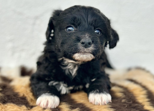 'Kombi spasa maca i pasa': Pomozimo Šibenskim šapama u nabavi vozila za lakši prijevoz životinja