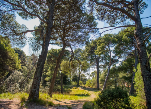 Visianijeva Poljica: Šibenski turistički vodiči vode vas u šetnju 'plućima grada Šibenika'