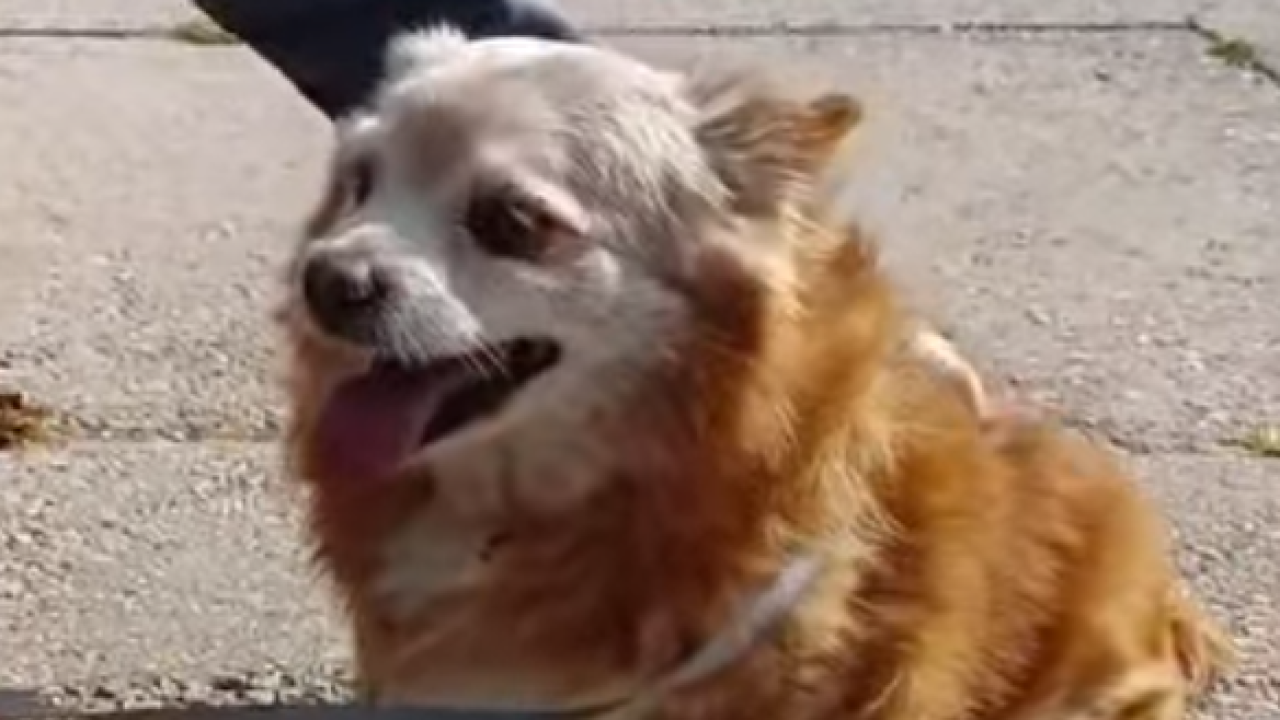 Boni ima 13 godina i ostao je sam: Šibenske šape mole za pomoć